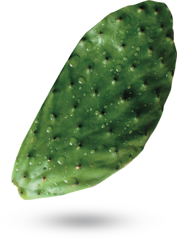 Estrazione di Gel puro dalle foglie del fico d&rsquo;india (pale)